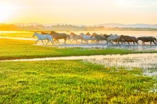 乌兰布统草原-克什克腾旗-C-IMAGE