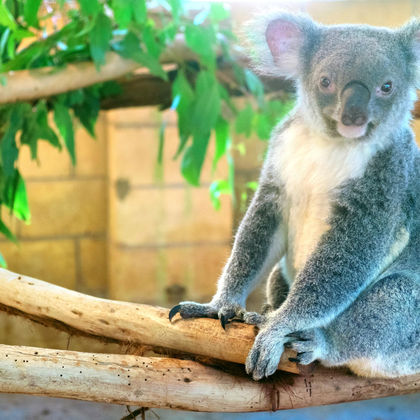 澳大利亚布里斯班龙柏考拉保护区+袋鼠角+故事桥一日游