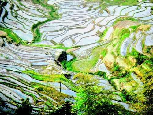石丰梯田