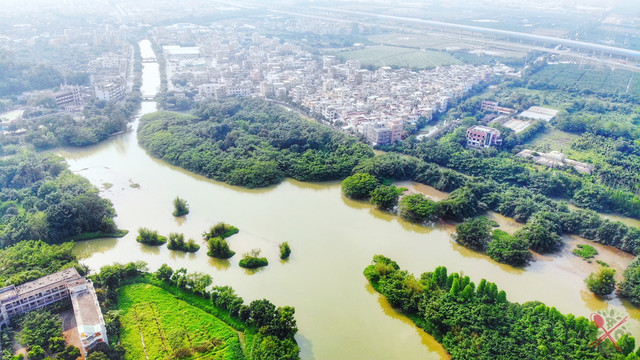 1棵500年榕树占地20亩,100多种鸟类的乐园,就是广东的小鸟天堂