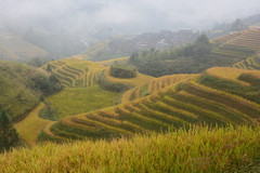 桂林游记图片] 桂林龙脊梯田哪些景点必去（全网精选亲子人文推荐）