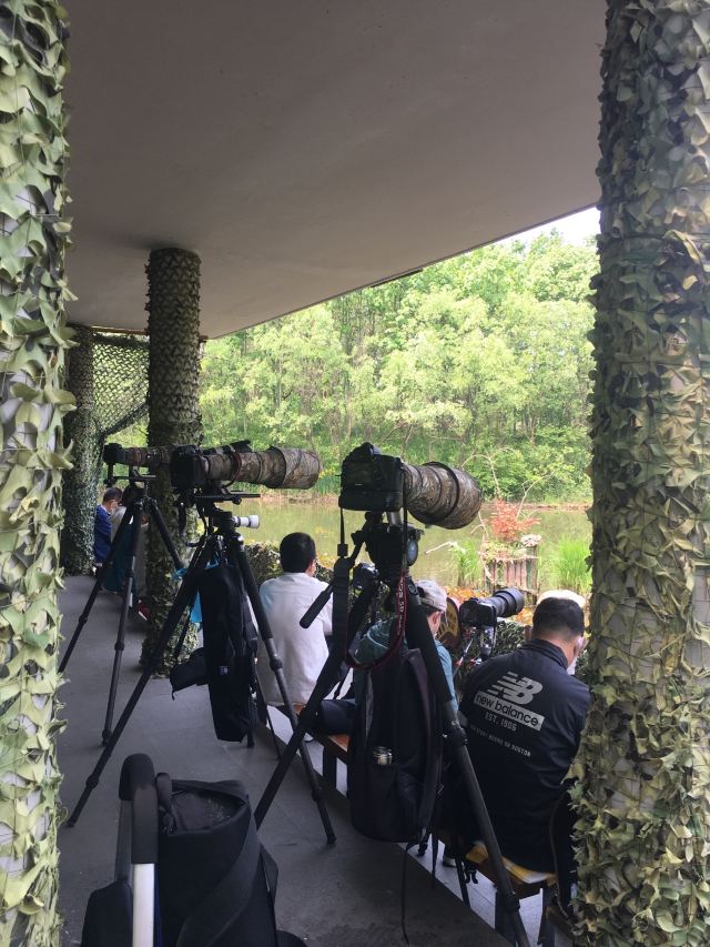 新江湾湿地生态观鸟拍鸟基地旅行图片 7