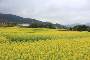万安游记图文-醉美狮子岩，油菜花旺开(万安县宝山乡狮岩村乡村慢旅行)