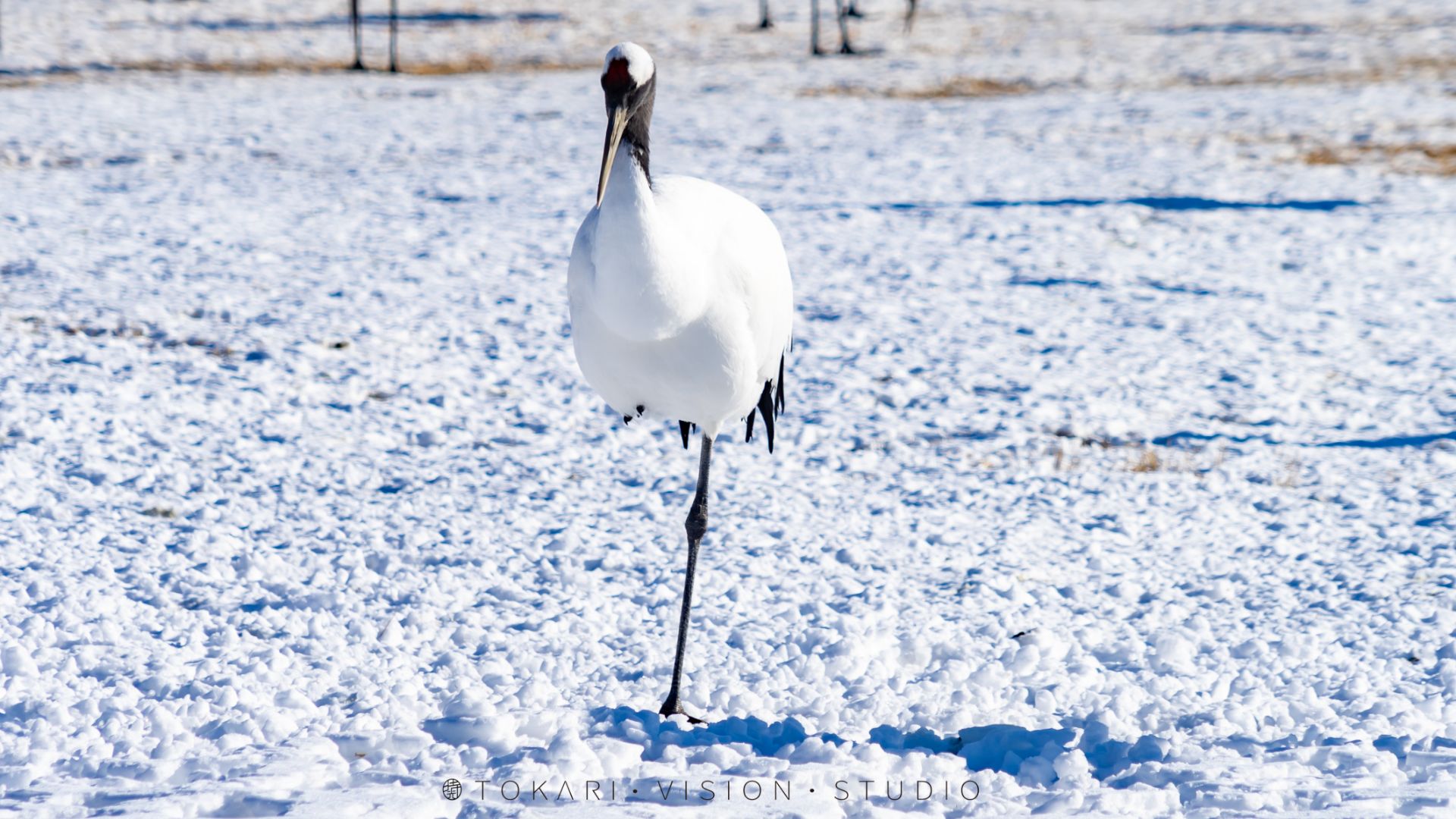冬季的北海道有各种各样的美 但你见过雪地中的丹顶鹤吗