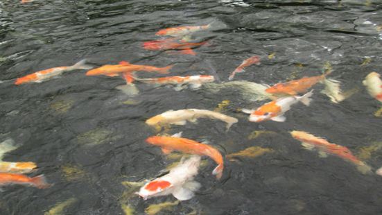 山打根鱷魚養殖場