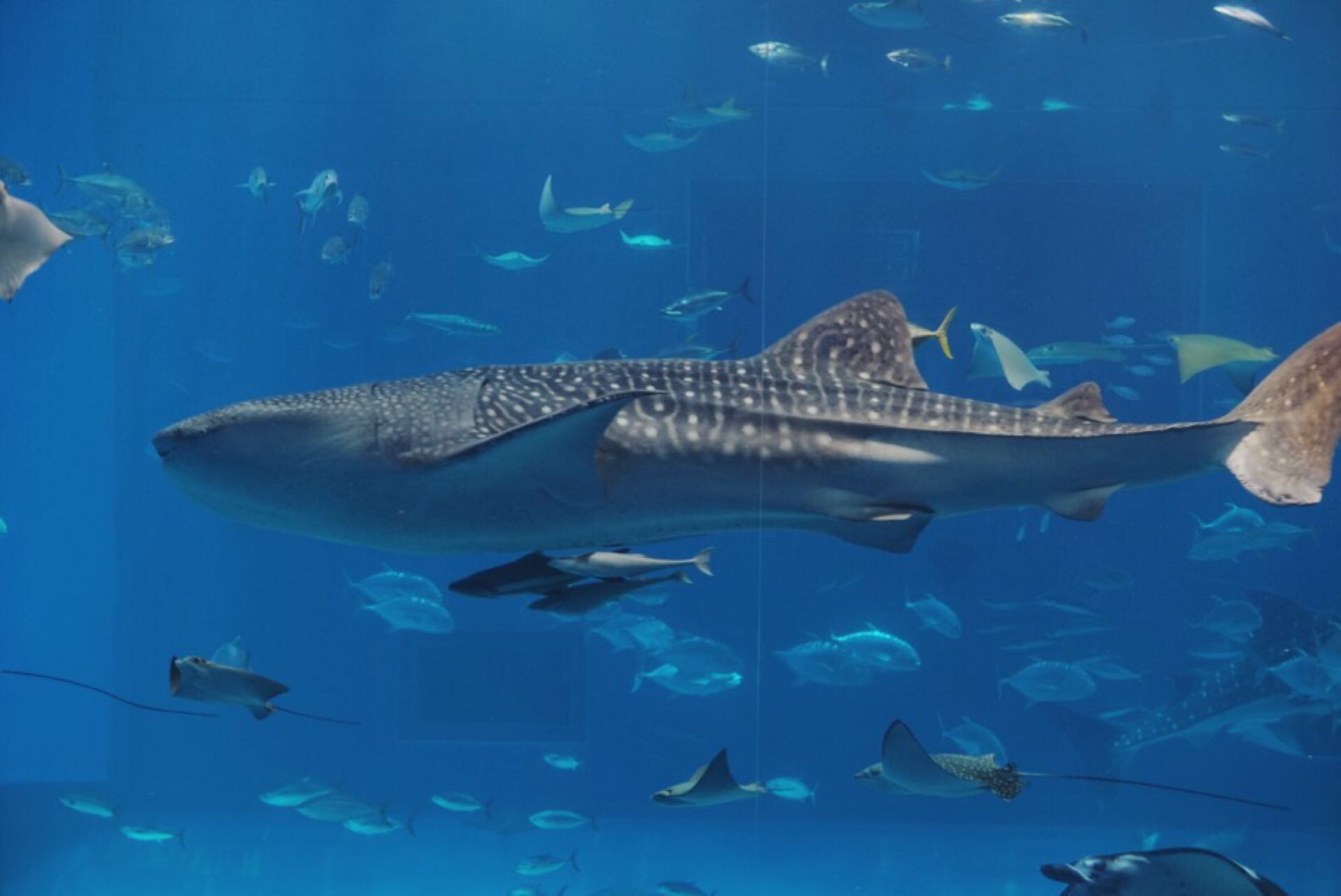 冲绳美之海水族馆看鲸鲨