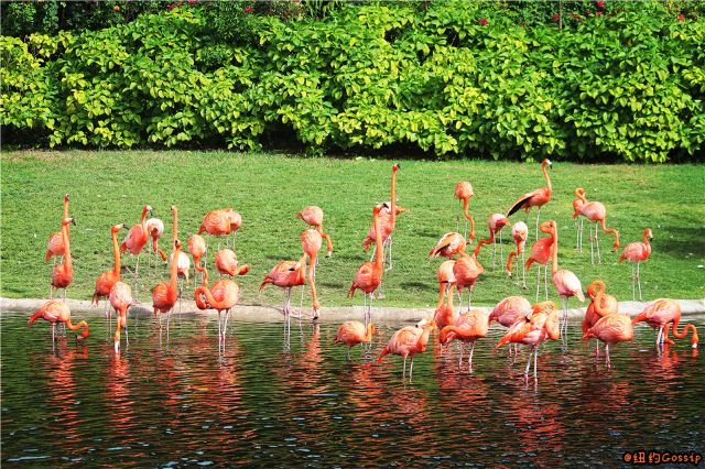 Jungle Island