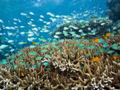 自由探索海底，巴厘岛潜水4日游