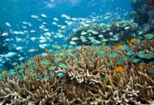 巴图旅游图片-自由探索海底，巴厘岛潜水4日游