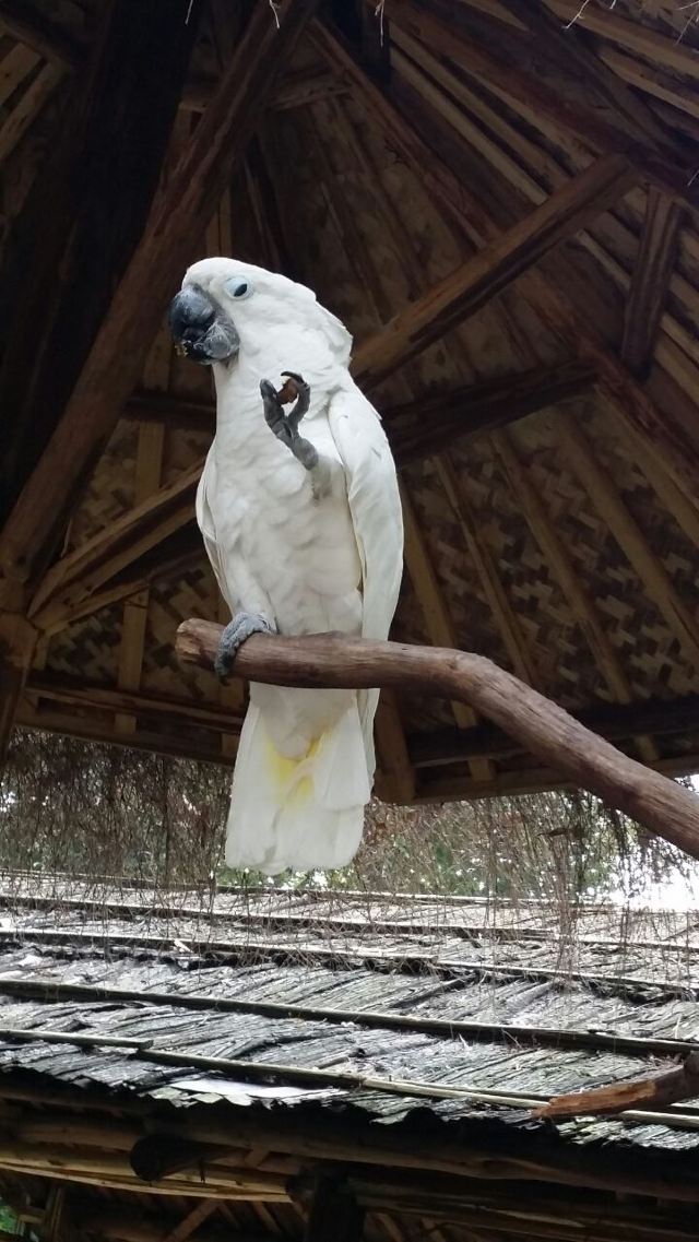 Chimelong Bird Park
