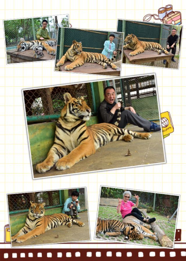 Tiger Kingdom Phuket