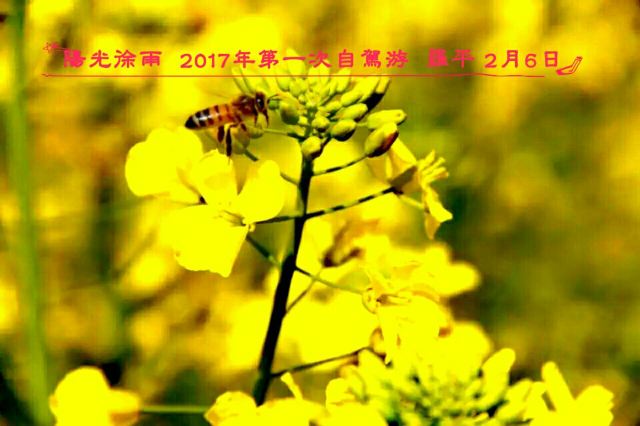 Luoping Canola Flower Ocean