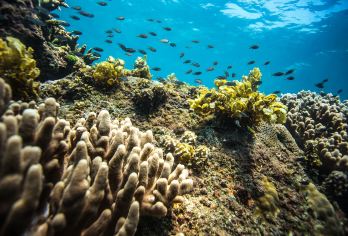 三亚蜈支洲岛一日游【含门船票，上岛自由活动】【大范围接送，出行更方便，三亚湾、大东海区域免费接送，亚龙湾、海棠湾部分地区接送】