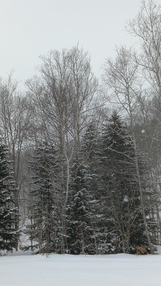 札幌的雪景