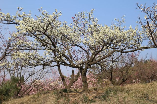 스메이안 관광지구