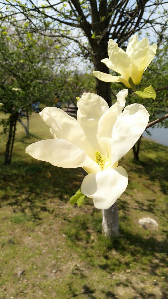 려원