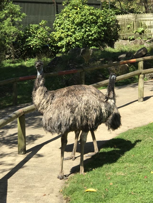 Auckland Zoo