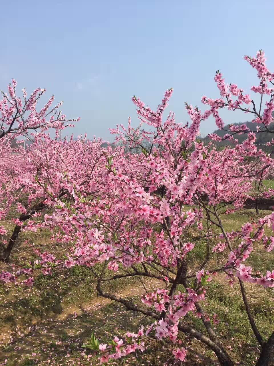 浦江的桃花开了。好美的。