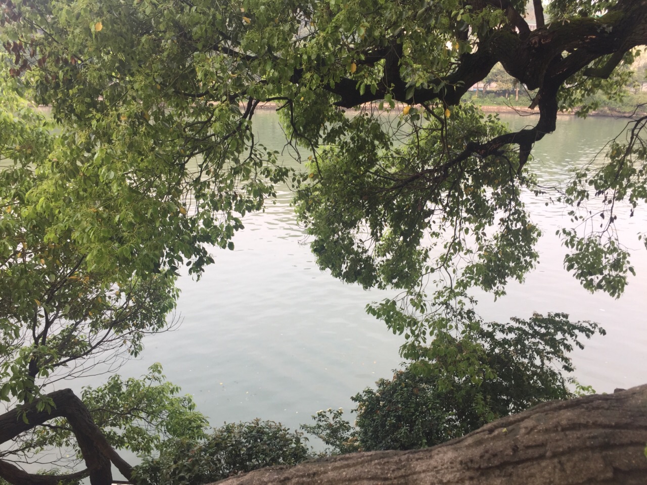 桂湖风景 桂湖的风景很好，让我忍不住一次次用手机拍下来，绿树成荫，绿水青山，很美