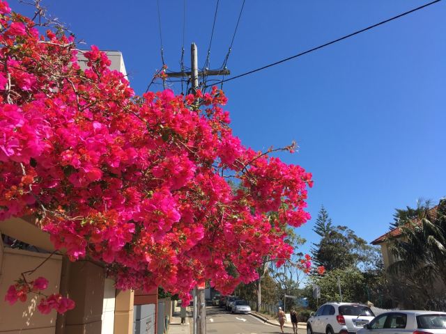 South Head and Watsons Bay Walk