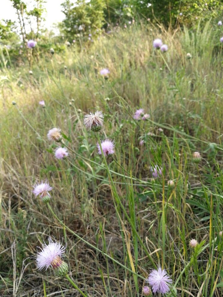 漫山遍野的球球花🌸