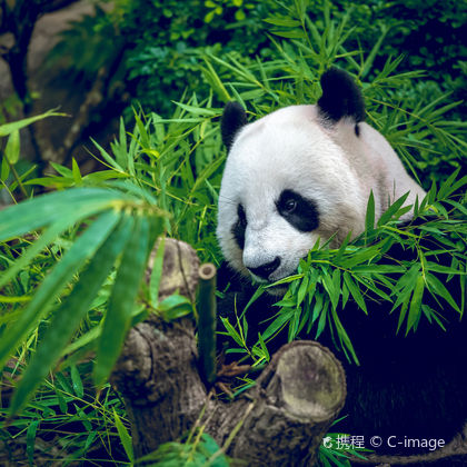 成都成都大熊猫繁育研究基地一日游