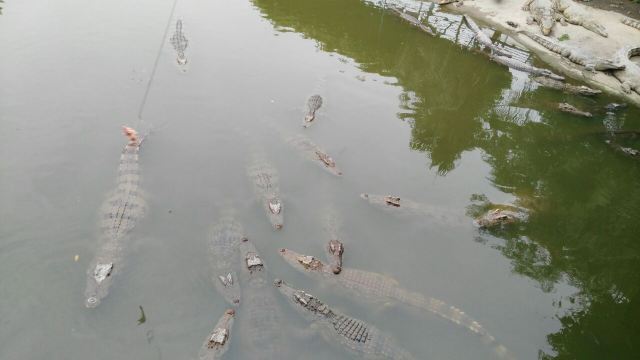 Chimelong Bird Park