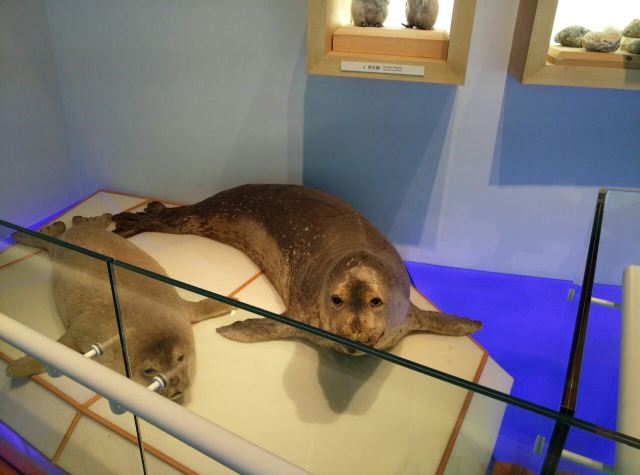 Shanghai Natural History Museum
