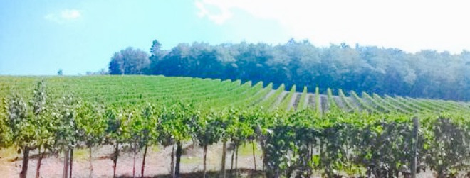 La Cantina di Colle Bereto餐厅图片