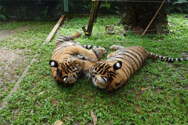 Tiger Kingdom Phuket