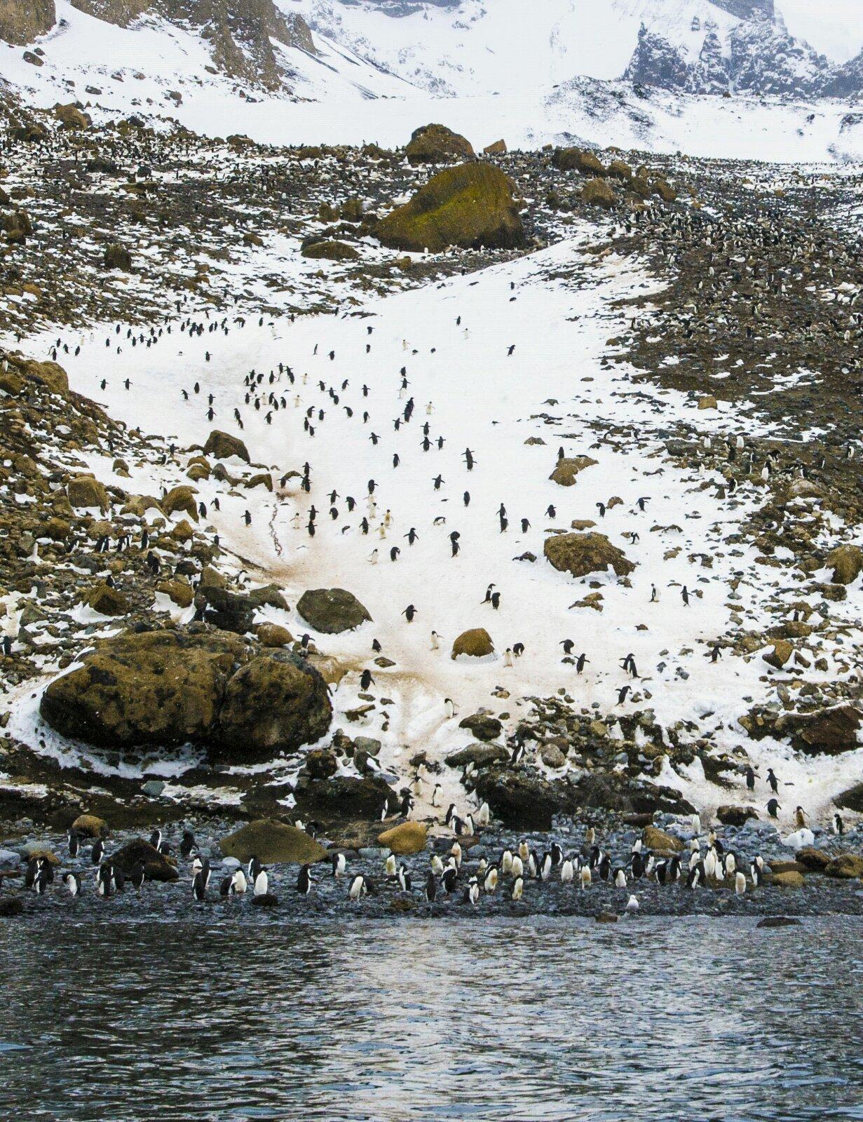 南极半岛企鹅群