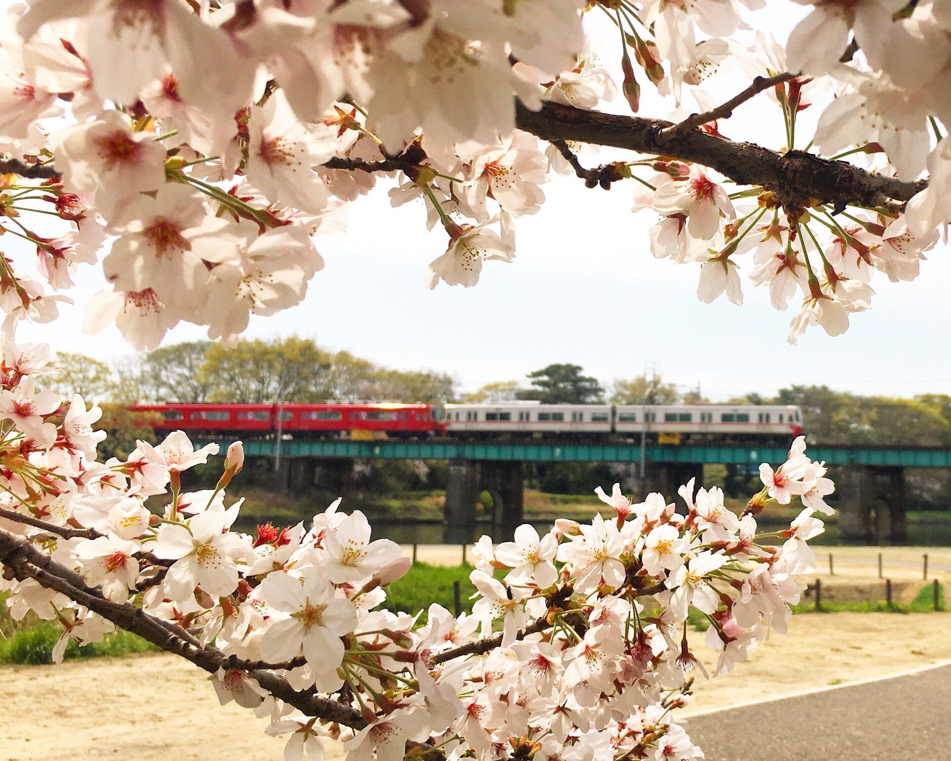樱花季赏花之🌸火车、小狐狸与樱花🌸