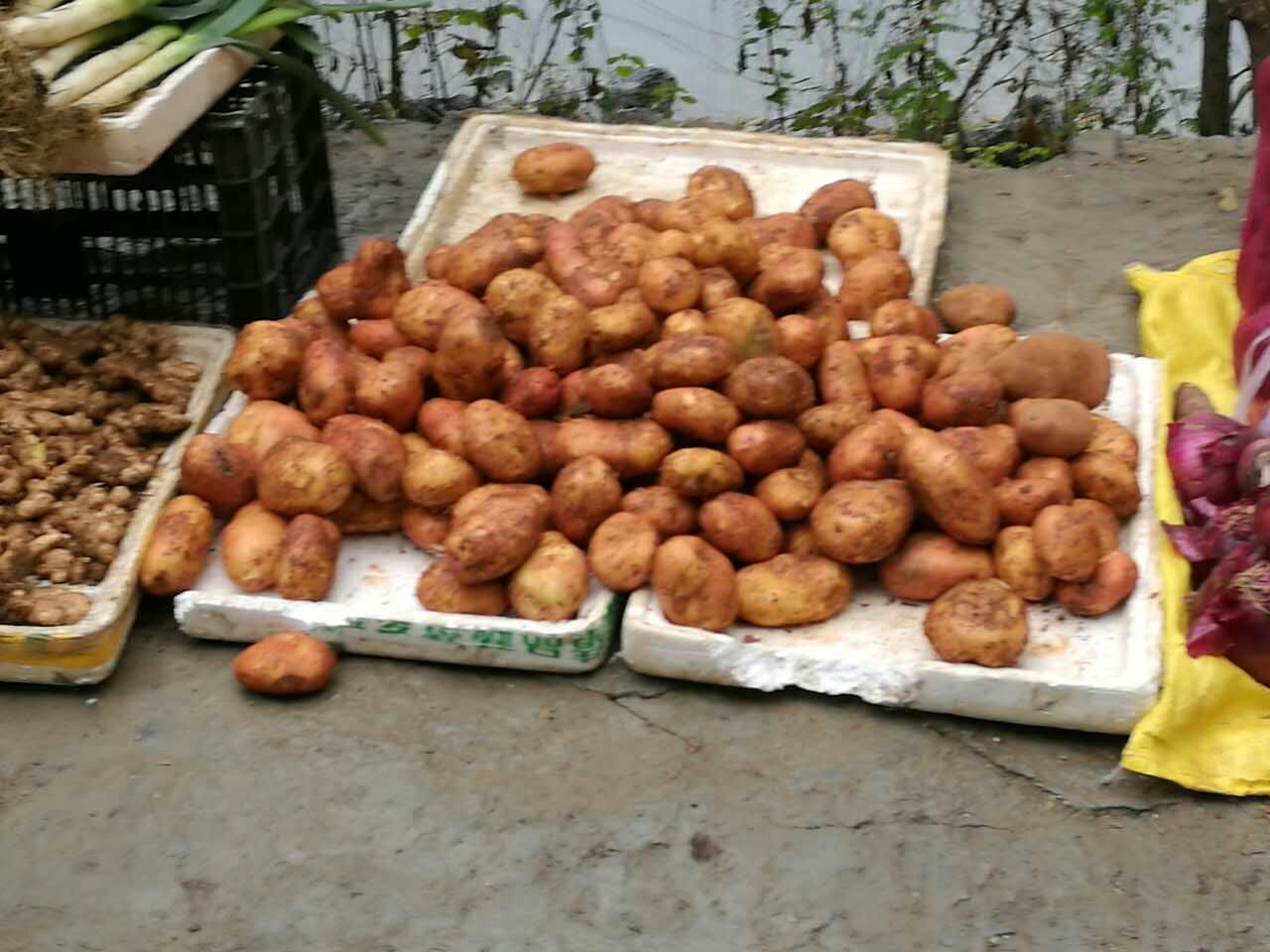 巴马街边的土豆