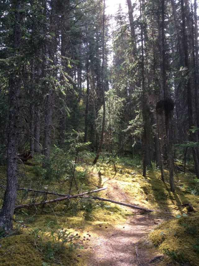 Maligne Canyon