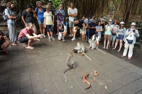 Ubud Monkey Forest