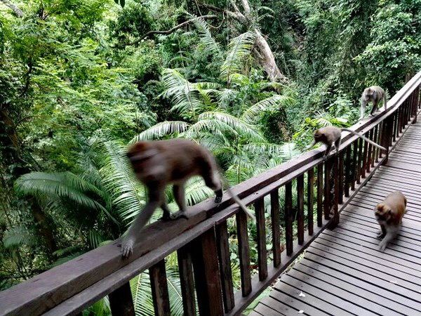 Ubud Monkey Forest