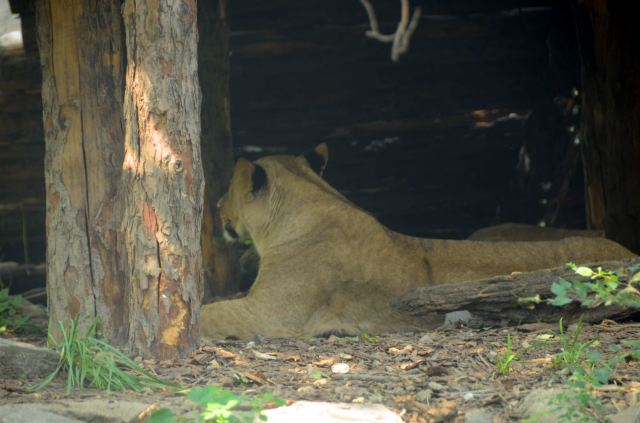 Beijing Zoo