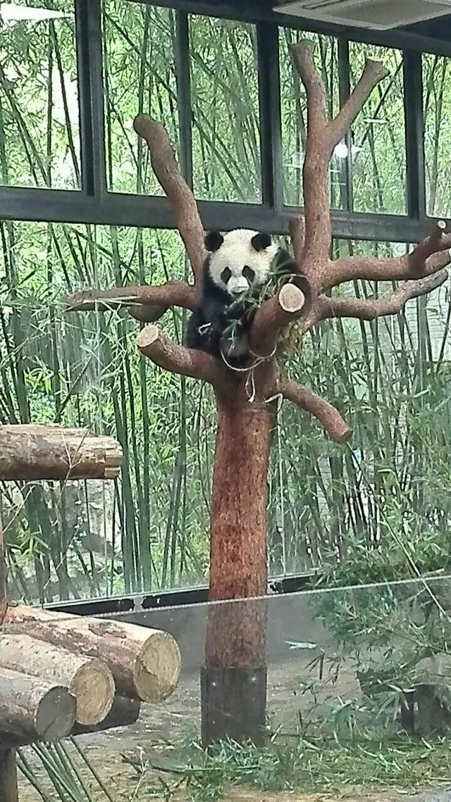 상하이 야생 동물원