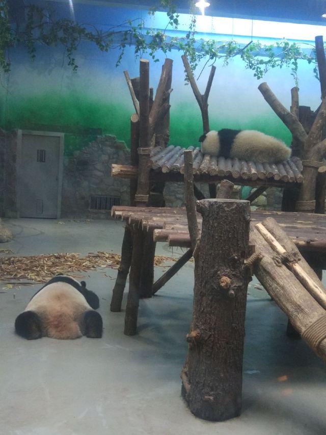 청두 판다 번식연구기지