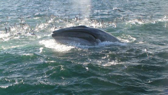 Auckland Whale & Dolphin Tour