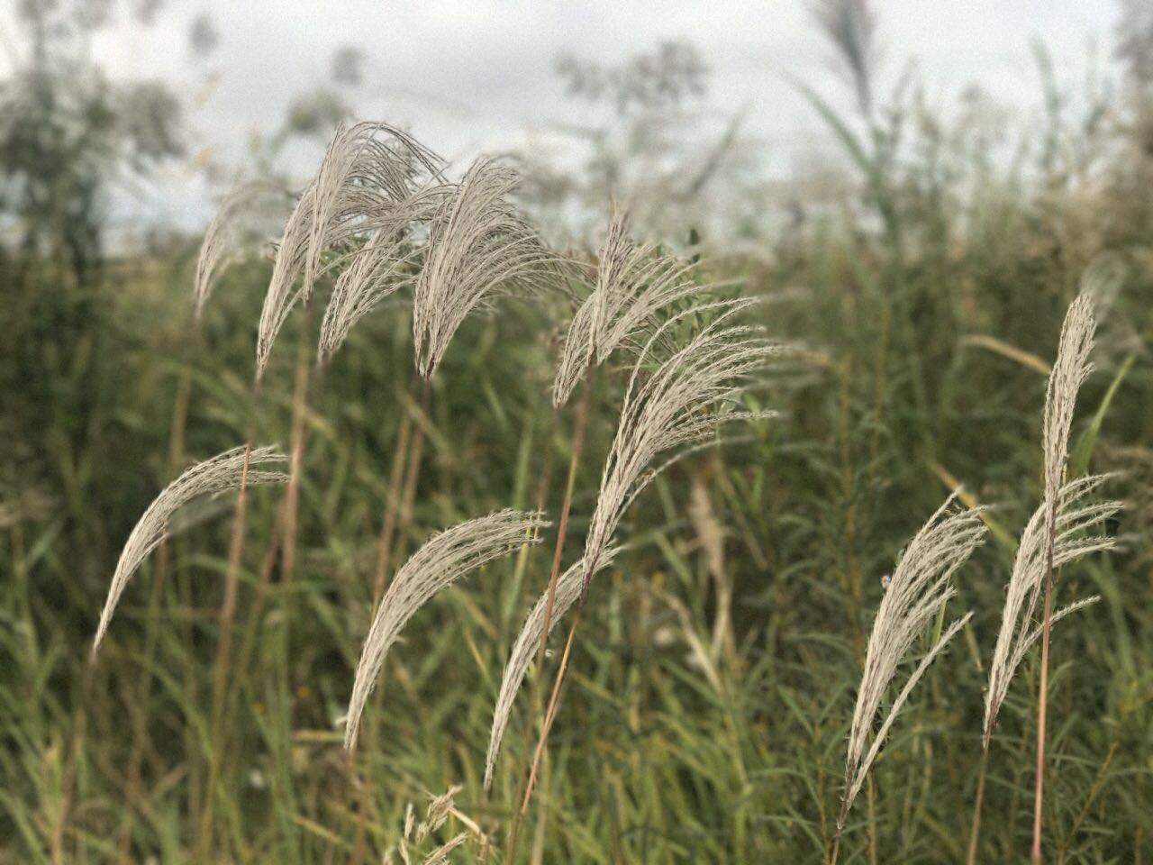 漫慢游-黄河三角洲地区