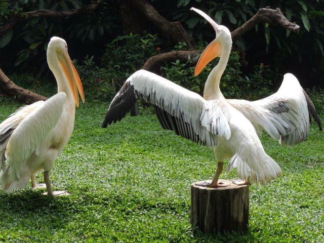 Chimelong Bird Park