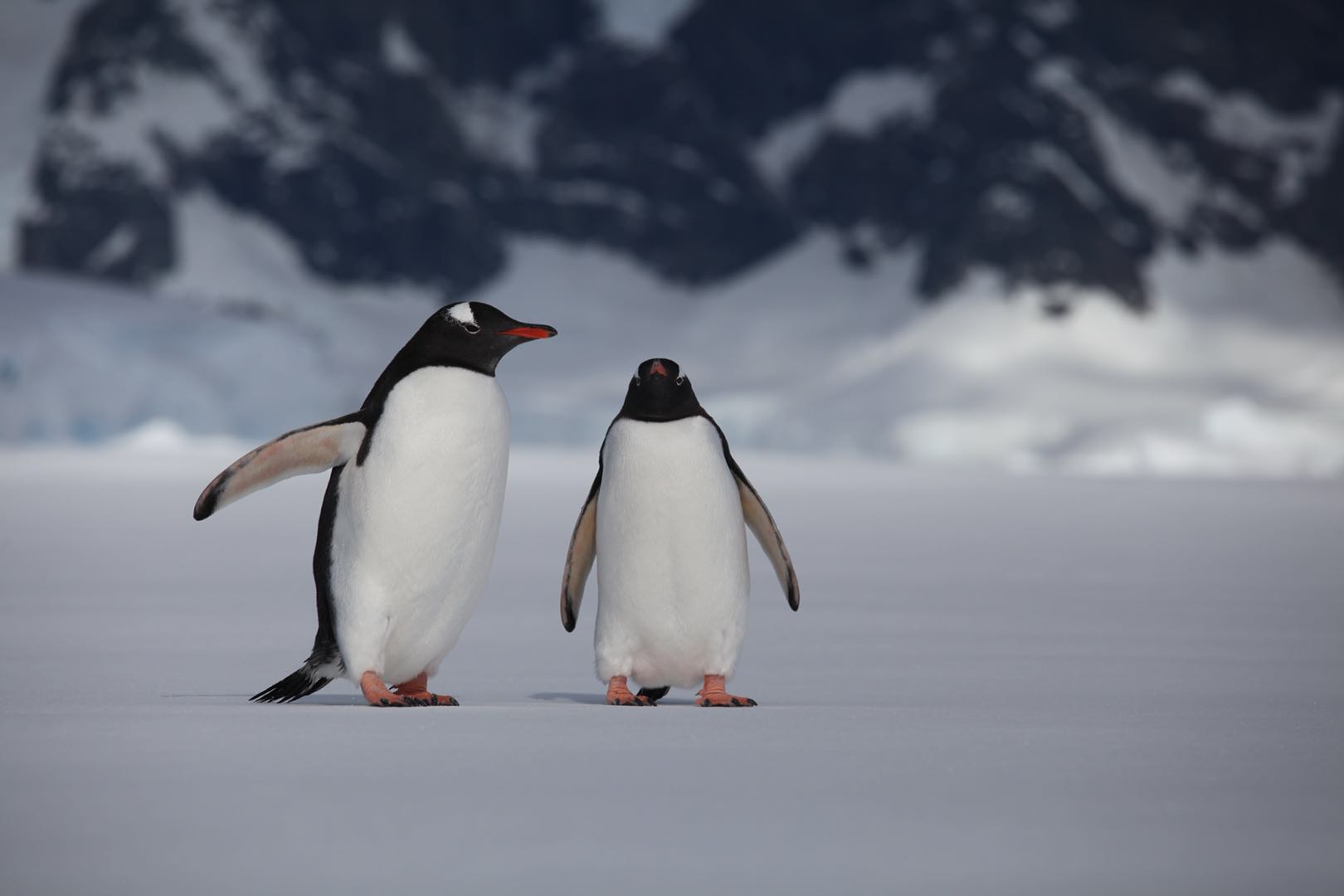 朋友刚刚分享的南极企鹅🐧照片，么么哒，好可爱哦