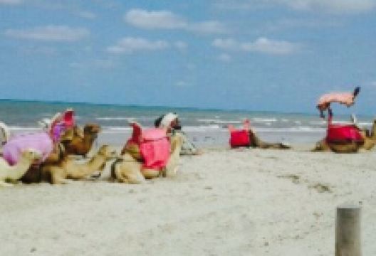 Holiday beach美食图片