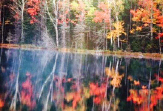 McDonald's美食图片