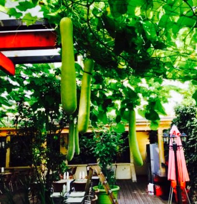 Pekin grill餐厅图片