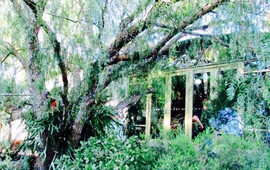 Pepper Tree Cafe