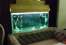 Saffron美食图片