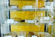 Jimmy's Pies美食图片