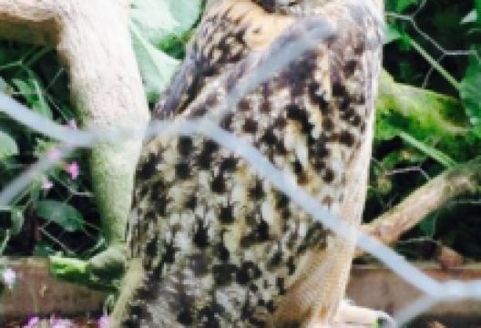 Waterwheel Cafe美食图片